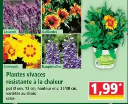 Norma Plantes vivaces résistante à la chaleur offre