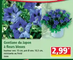 Norma Gentiane du japon à fleurs bleues offre