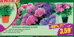 Norma Hortensias résistantes au froid offre