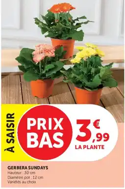 Super U GERBERA SUNDAYS offre