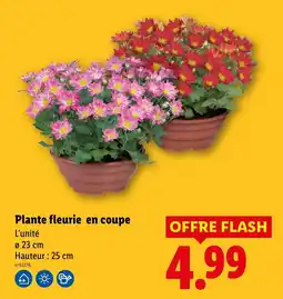 Lidl Plante fleurie en coupe offre