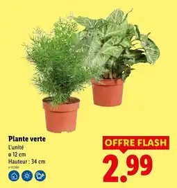 Lidl Plante verte offre