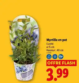 Lidl Myrtille en pot offre
