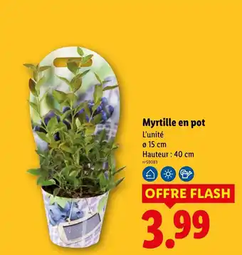 Myrtille en pot