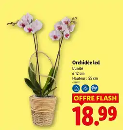 Lidl Orchidée led offre