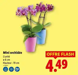 Lidl Mini orchidée offre