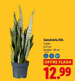 Lidl Sansévéria XXL offre