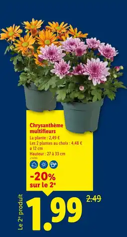 Lidl Chrysanthème multifleurs offre