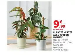 Hyper U PLANTES VERTES AVEC TUTEUR MOUSSE offre