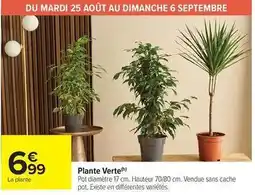 Carrefour Market Plante verte offre
