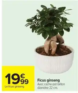Carrefour Ficus ginseng offre