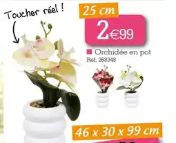 Kandy Orchidée en pot offre