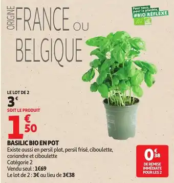 BASILIC BIO EN POT