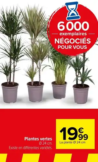 Carrefour Plantes vertes offre