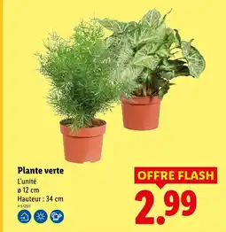 Lidl Plante verte offre
