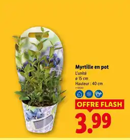 Lidl Myrtille en pot offre