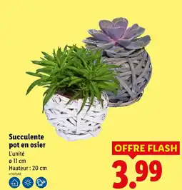 Lidl Succulente pot en osier offre