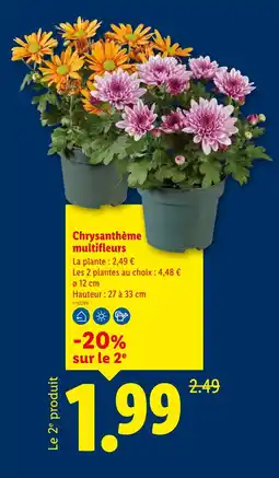 Lidl Chrysanthème multifleurs offre