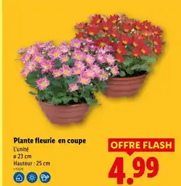 Lidl Plante fleurie en coupe offre