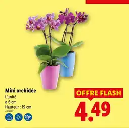 Lidl Mini orchidée offre