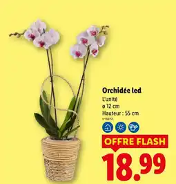 Lidl Orchidée led offre