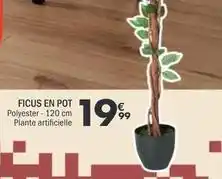 La Foir'Fouille Ficus en pot offre