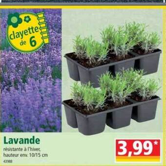 Norma Lavande offre