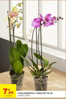 Intermarché Hyper PHALAENOPSIS 2 TIGES POT 12 CM offre