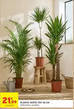 Intermarché Hyper LA PLANTE PLANTE VERTE offre