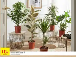 Intermarché Hyper LA PLANTE PLANTE VERTE offre
