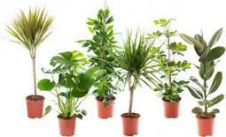 Auchan Sans marque plantes vertes offre