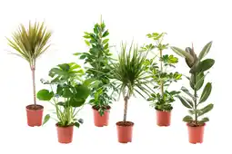 Auchan Supermarché Sans marque plantes vertes offre