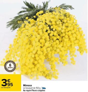 Mimosa