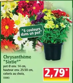 Norma Chrysanthème "Sixtie®" offre