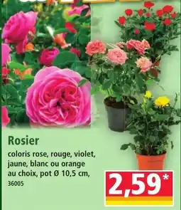 Norma Rosier offre