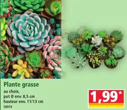 Norma Plante grasse offre