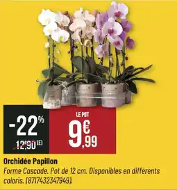 Bricorama Orchidée Papillon offre