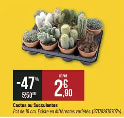 Bricorama Cactus ou Succulentes offre
