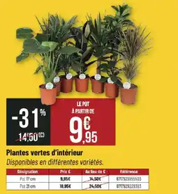 Bricorama Plantes vertes d'intérieur offre