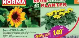 Norma Norma - tournesol sunbelievable offre