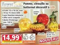 Norma Pommes, citrouille ou butternut décoratif à led offre
