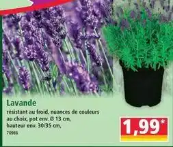 Norma Lavande offre