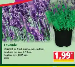 Norma Lavande offre