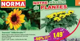 Norma Tournesol sunbelievable offre