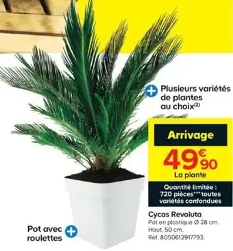 Cycas revoluta
