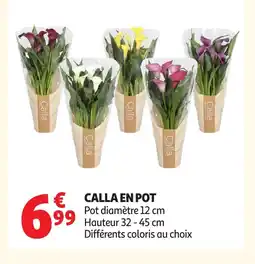 Auchan Calla en pot offre