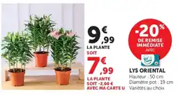 Super U Lys oriental offre