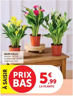 Super U ARUM CALLA offre