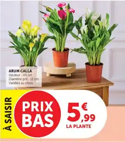 Hyper U ARUM CALLA offre