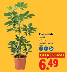 Lidl Plante verte offre